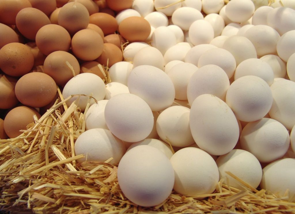 Продажа куриных яиц оптом в Троицке