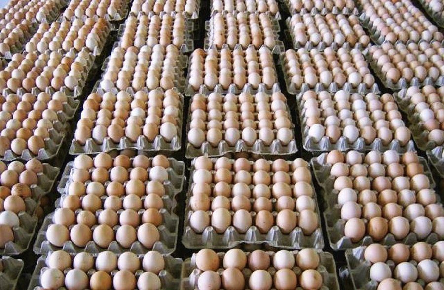 Купить яйца 1 категории