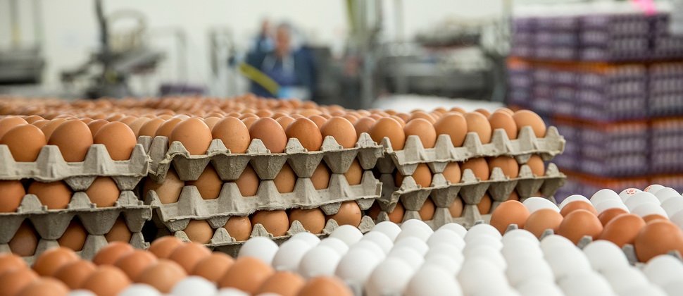 Продажа куриных яиц оптом 