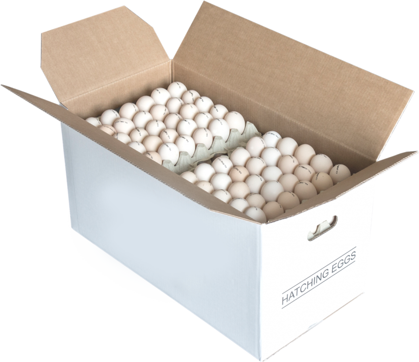 Яйцо куриное коробка. Коробка яйца 360 шт. Коробки для яиц 360 шт. Яичные коробки 360 штук. Коробка с яйцами 360 штук.