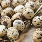 quail egg in bulk